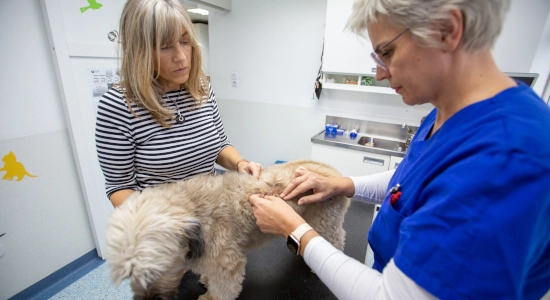 Specijalističke veterinarske ambulante Marković Usluge - Dermatologija - Dermatološki pregled