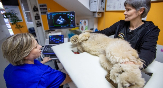 Specijalističke veterinarske ambulante Marković Usluge - Dijagnostika - Rentgenska i ultrazvučna dijagnostika