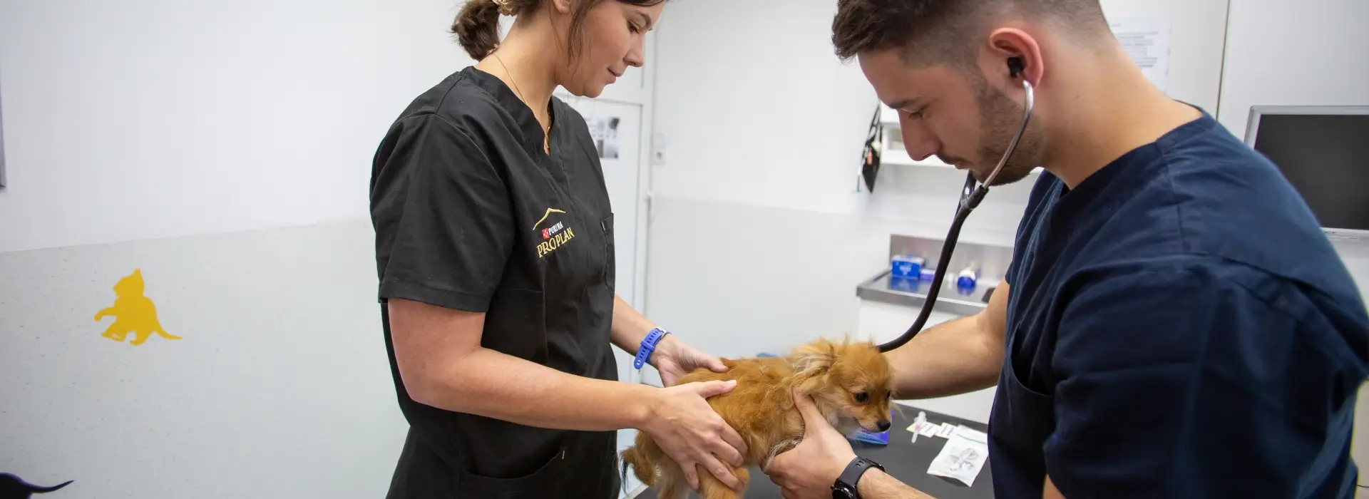 Specijalističke veterinarske ambulante Marković Usluge - Interna medicina