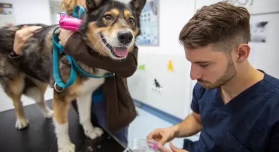 Specijalističke veterinarske ambulante Marković Usluge - Kardiologija - Kardiološka obrada