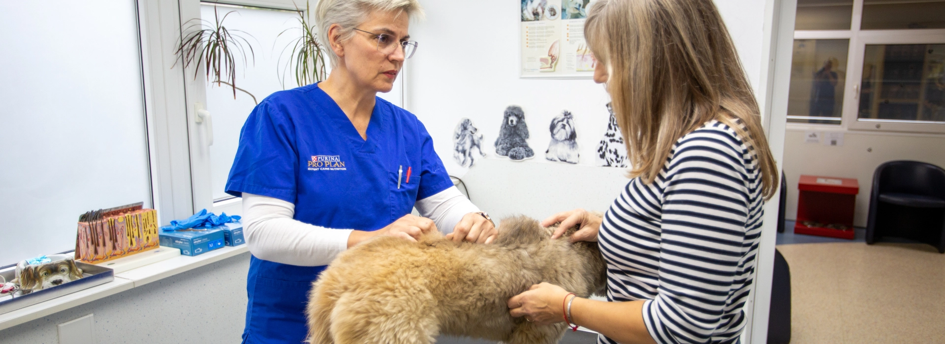 Specijalističke-Veterinarske-Ambulante-Marković-dobro-je-znati-alergije-i-svrbež-kod-pasa