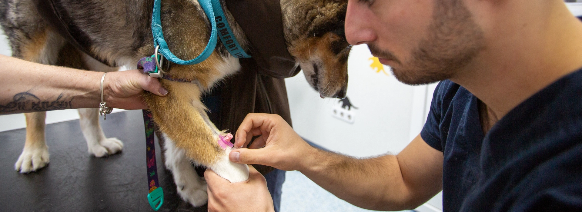 Specijalističke-Veterinarske-Ambulante-Marković_Usluge-Endokrinologija-Uzimanje-uzorka-krvi